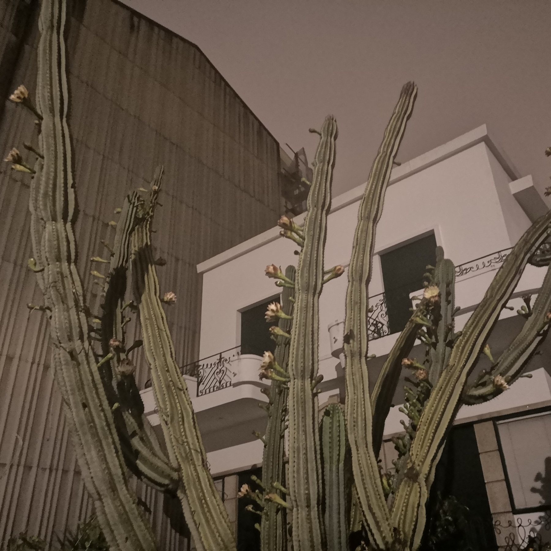 Protective, Porto, 2019