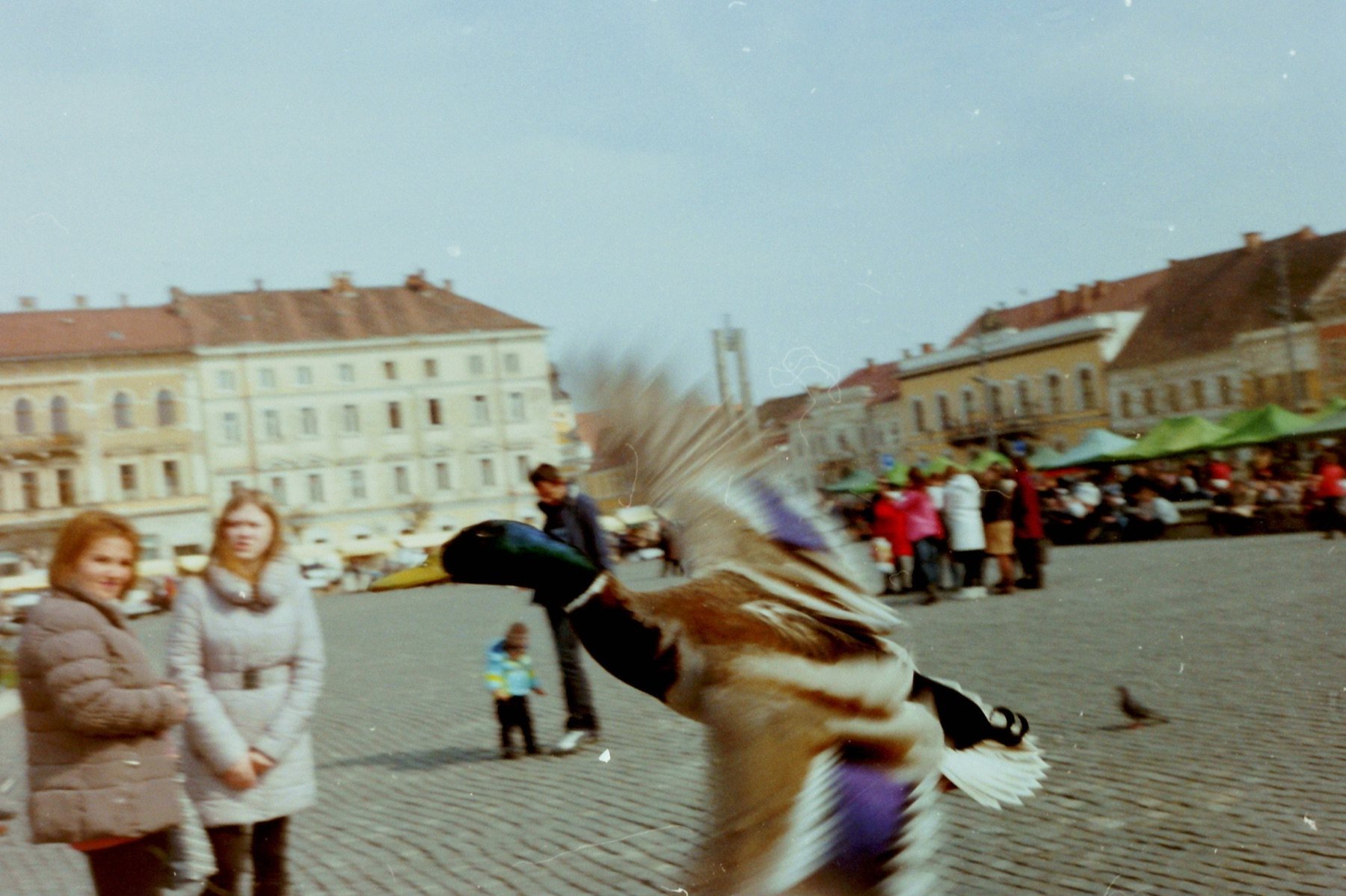 The Wildness of the City, Cluj-Napoca, 2013