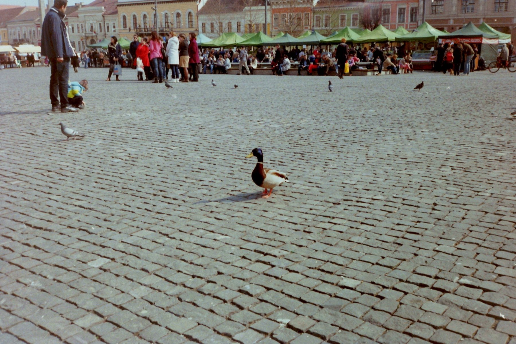 The Wildness of the City, Cluj-Napoca, 2013
