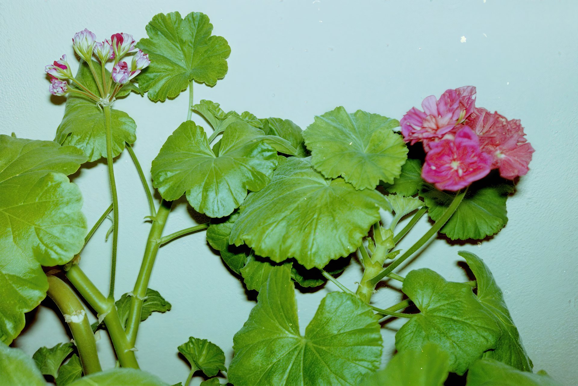 Mami’s Flowers, Bistrita, 2012